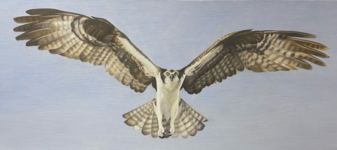 Soaring High - Buzzard in Flight