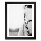 Monochromatic Horse Portrait