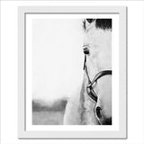 Monochromatic Horse Portrait