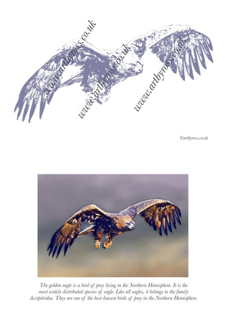 Golden Eagle in Flight Colouring Page