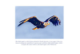 Bald Eagle Colouring Page
