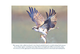 Osprey Colouring Page Digital Download