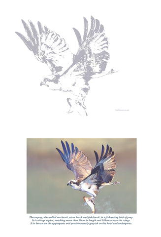 Osprey Colouring Page