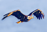 Bald Eagle Colouring Page Digital Download