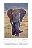 African Elphant Colouring Page Digital Download