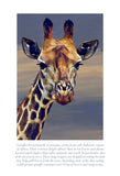 Giraffe Colouring Page
