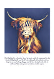 Highland Cow Colouring Page Digital Download