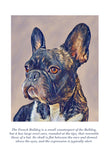 French Bulldog Colouring Page Digital Download