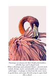 Flamingo Colouring Page