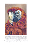 Scarlet Macaw Colouring Page