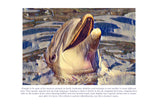 Dolphin Colouring Page Digital Download
