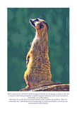 Meerkat Colouring Page