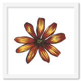 Flower Study in Yellow and Red - Osteospermum