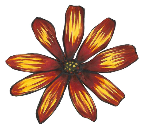 Flower Study in Yellow and Red - Osteospermum