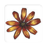 Flower Study in Yellow and Red - Osteospermum