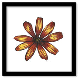 Flower Study in Yellow and Red - Osteospermum