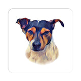 Jack Russell - Tri Colour