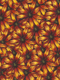 Flower Study in Yellow and Red - Osteospermum