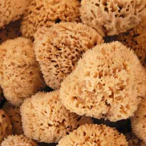 Small Natural Sponge