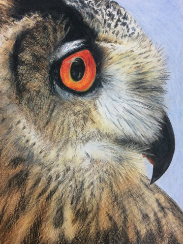 Owl in Pencil Crayon