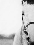 Monochromatic Horse Portrait