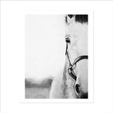 Monochromatic Horse Portrait