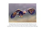 Golden Eagle in Flight Colouring Page Digital Download
