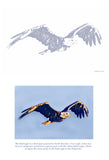 Bald Eagle Colouring Page