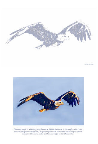 Bald Eagle Colouring Page Digital Download
