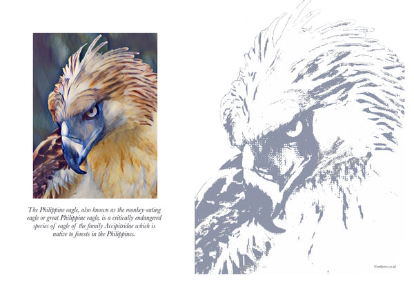 Philippine Eagle in Flight Colouring Page – Ross Art and Craft