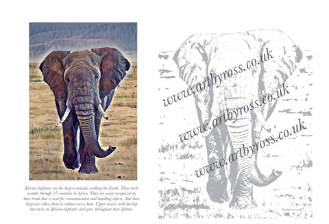 African Elphant Colouring Page Digital Download