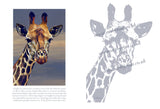 Giraffe Colouring Page