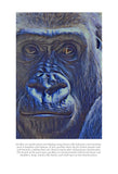 Gorilla Colouring Page
