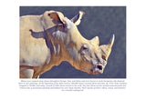 Rhino Colouring Page