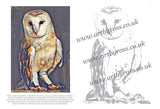 Barn Owl Colouring Page