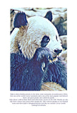 Giant Panda Colouring Page Digital Download