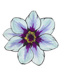 Flower Study in Blue and Purple - Clematis