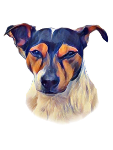 Jack Russell - Tri Colour