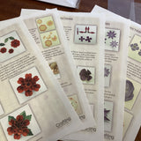 Paper Flower Expert Kit by My Craft Studio/Embellishment Attic